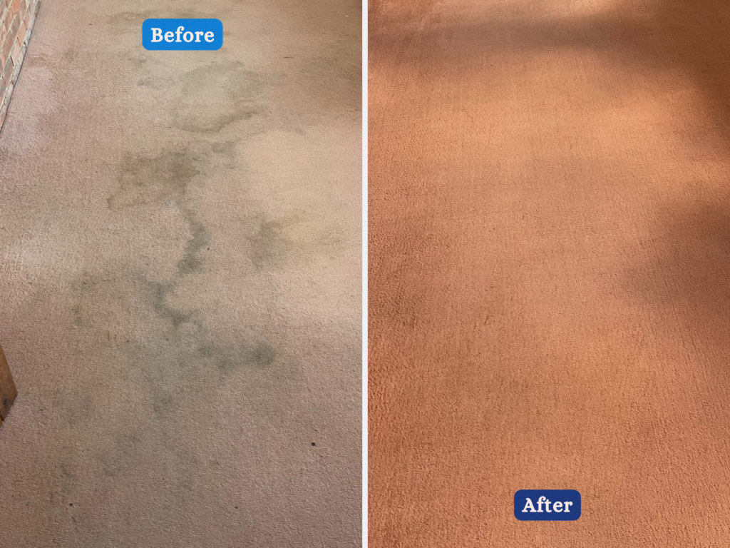 Pet odour and stain removal